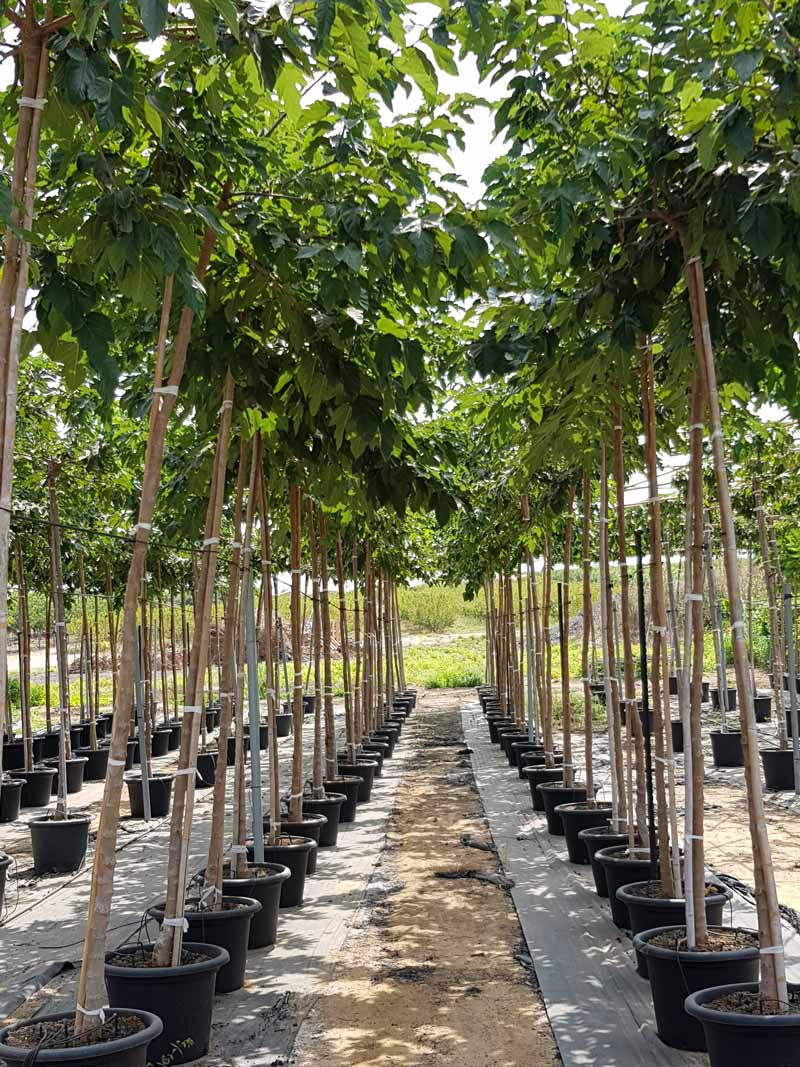 תות דולבני קגיאמה 9