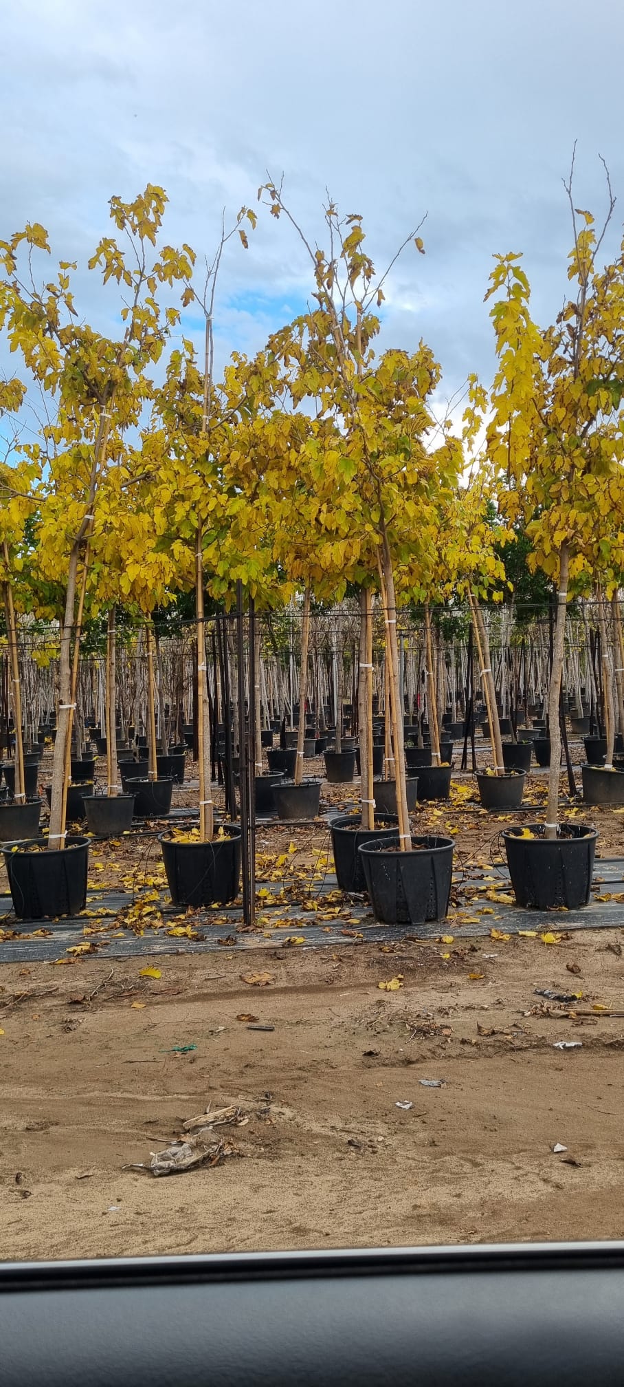 תות דולבני שלכת