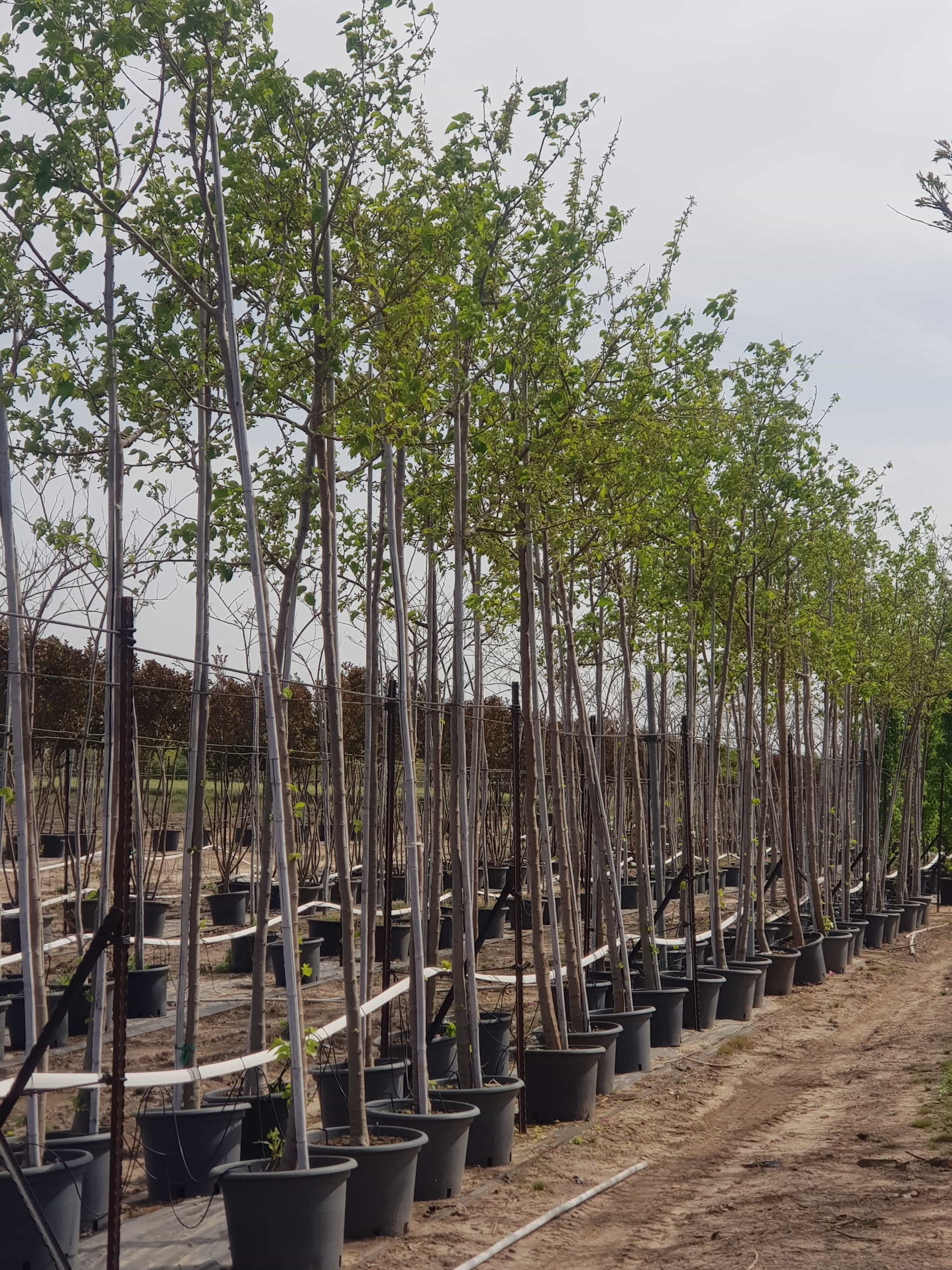 תות זכר עומרי 2