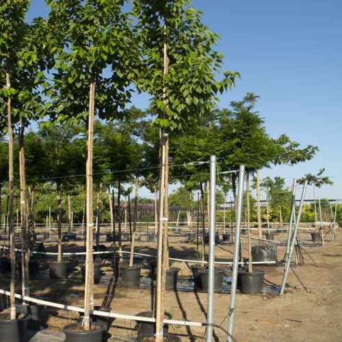 תות זכר 'עומרי'