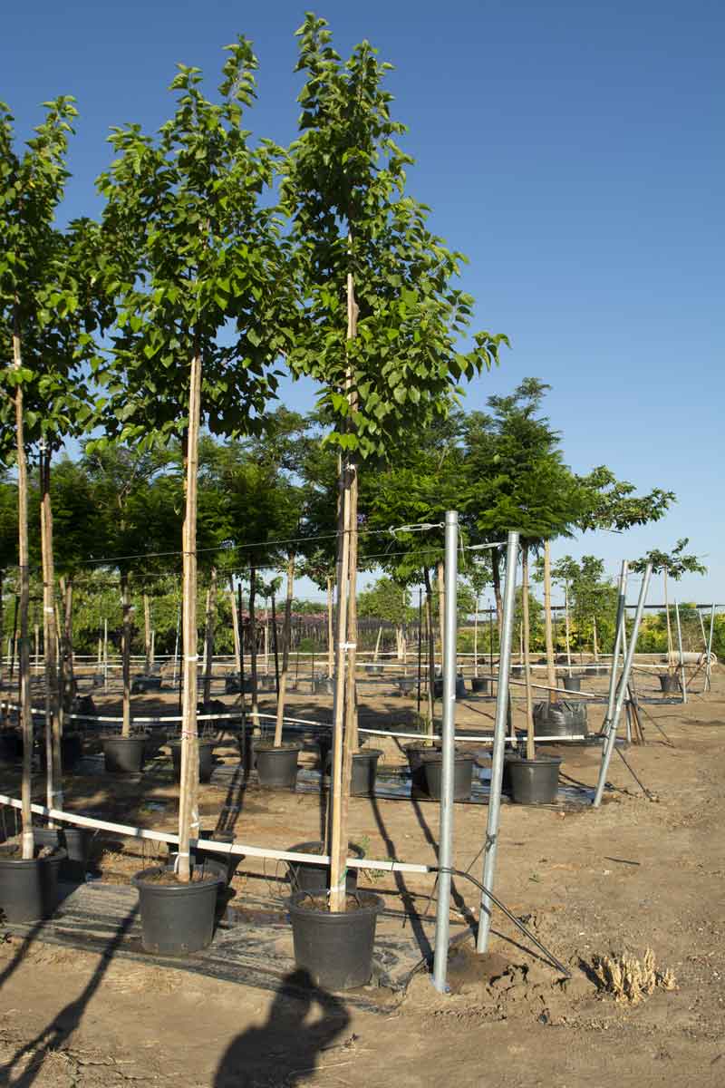 תות זכר 'עומרי'