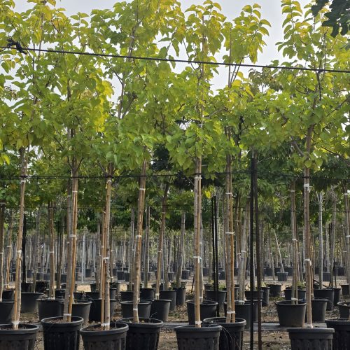 תות זכר 'עומרי'