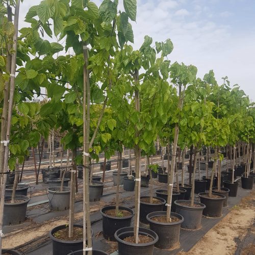 תות  שחור פקיסטני