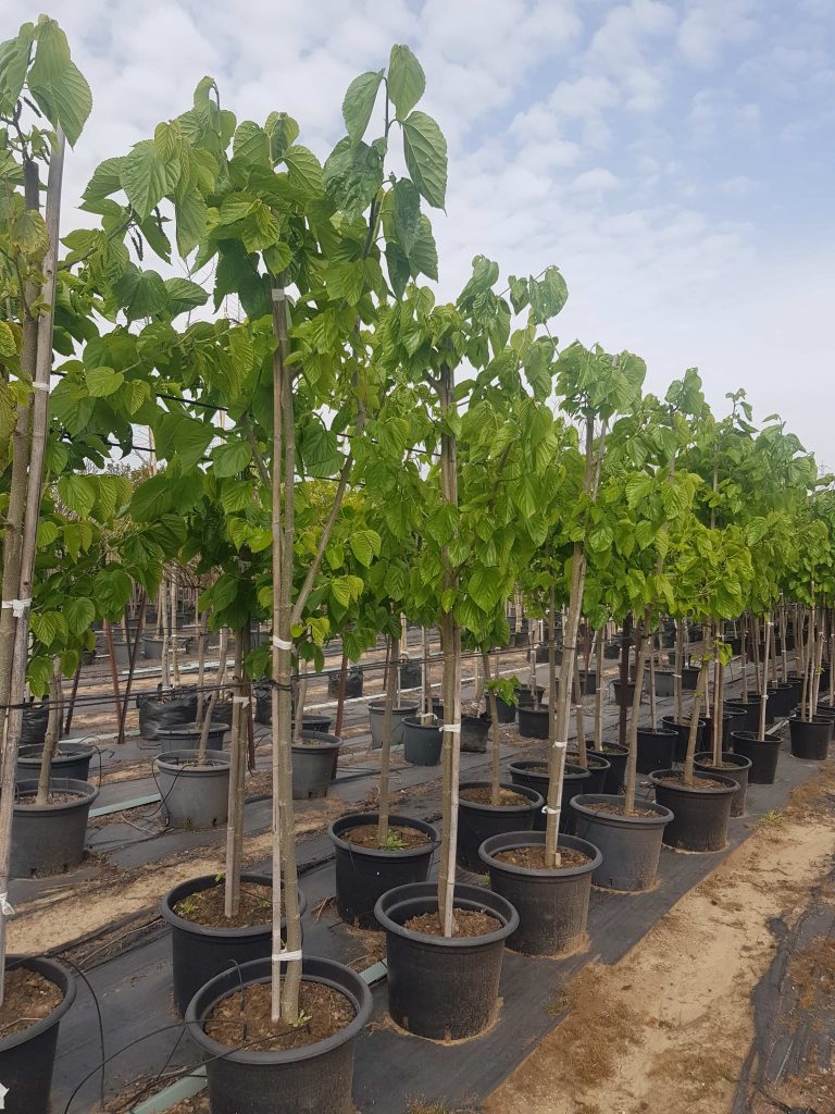 תות פקיסטני 1