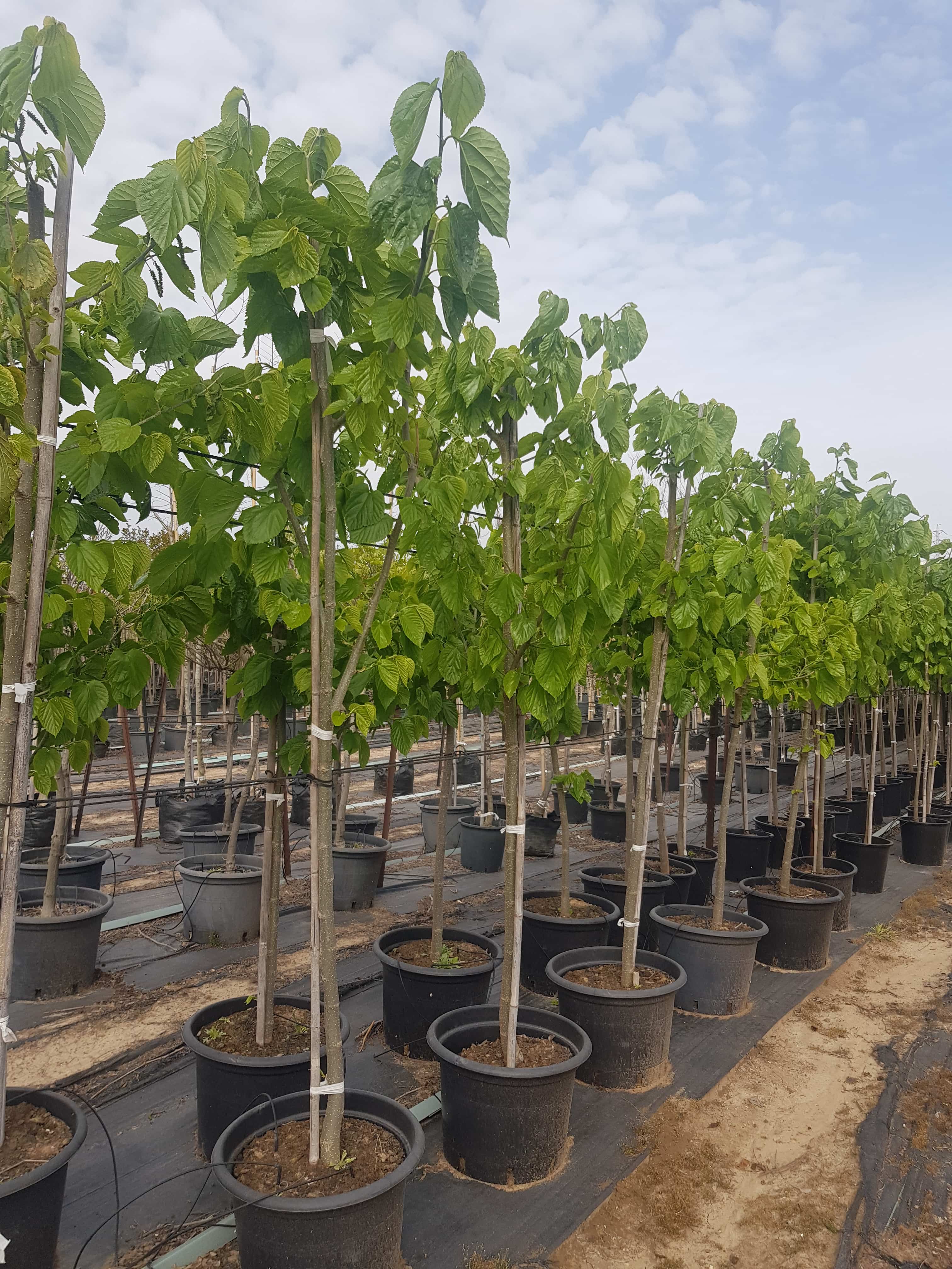 תות פקיסטני 1