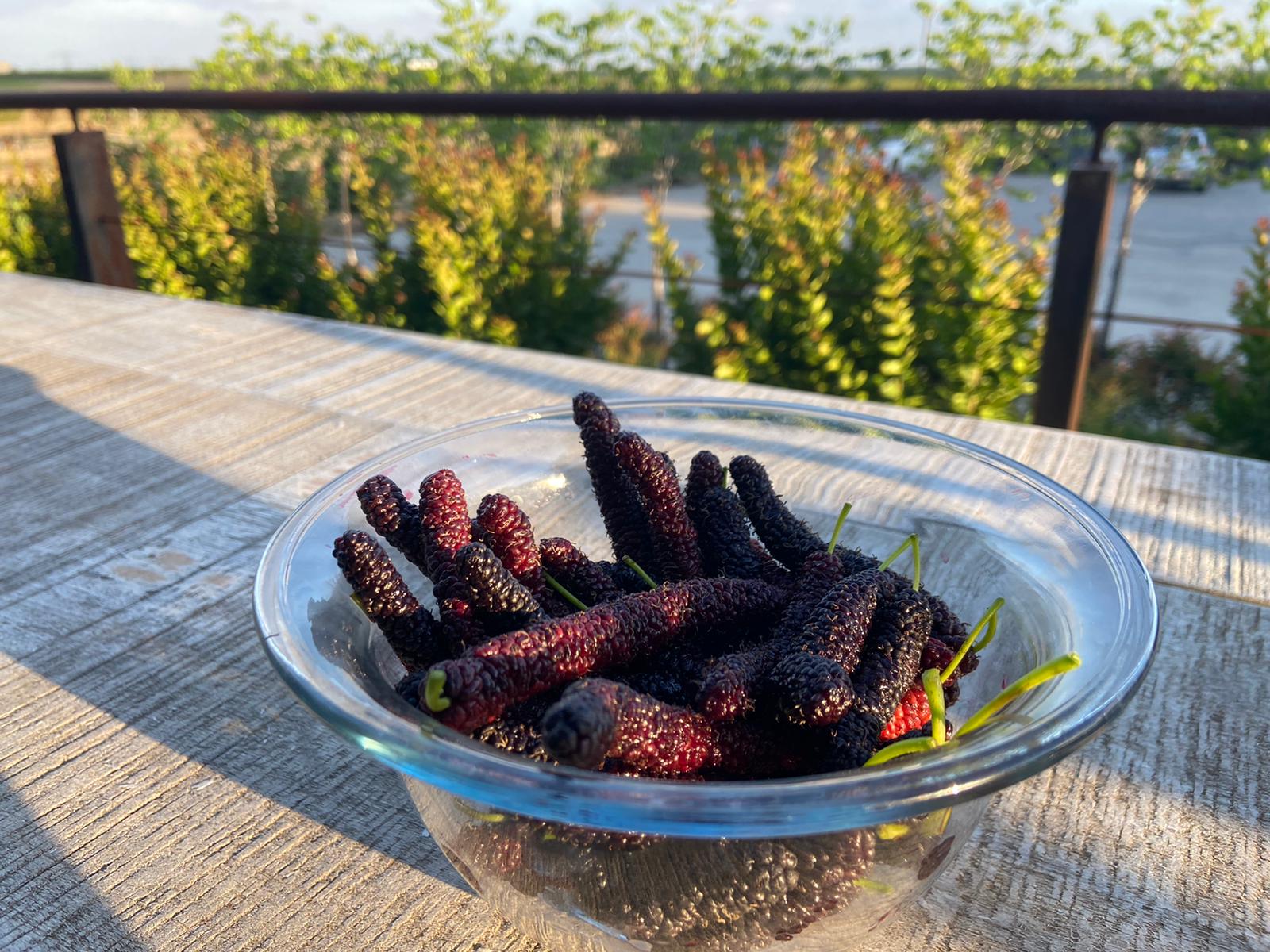 תות פקיסטני 2