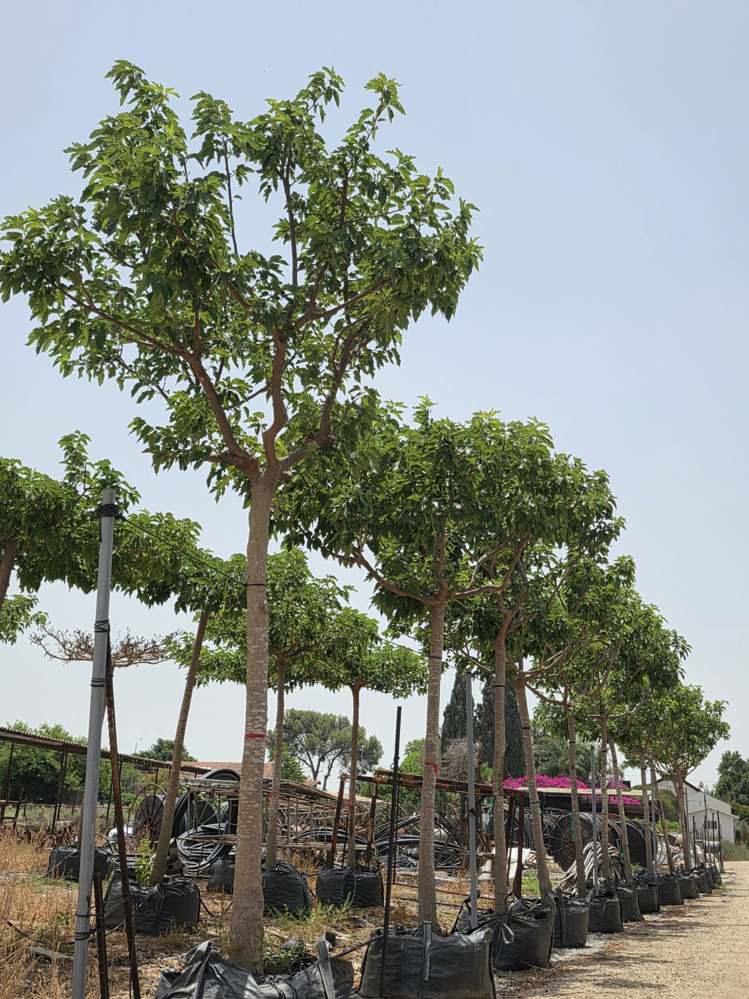 תות קגיאמה פולאר