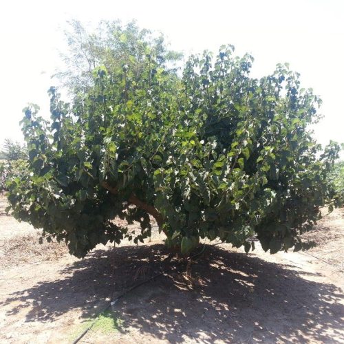 תות שחור שאמי