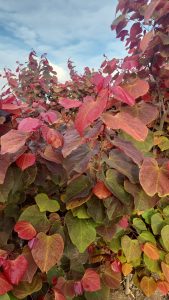 מדריך שתילה והשקיה