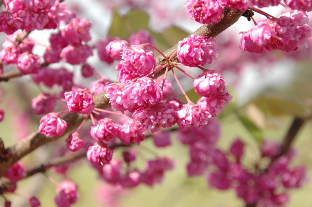 Cercis_NC2008-1_flowers(2)
