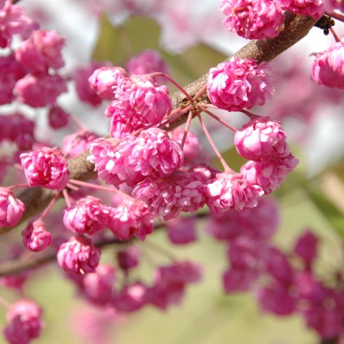 כליל Pink Pom Pom, זן פטנט