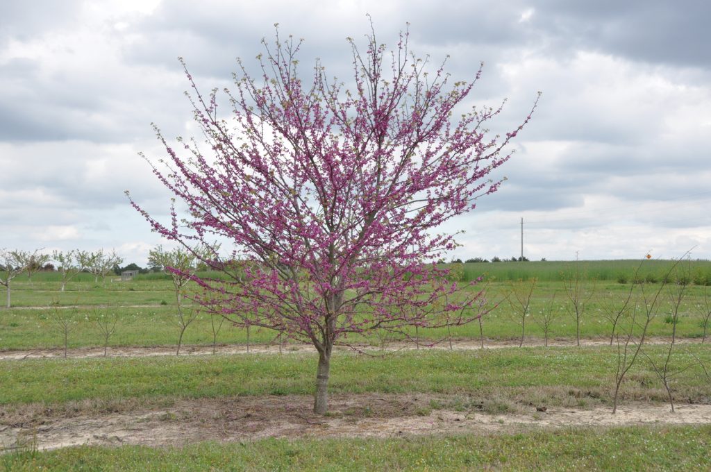 Cercis_NC2008-1_in_flower(lr)