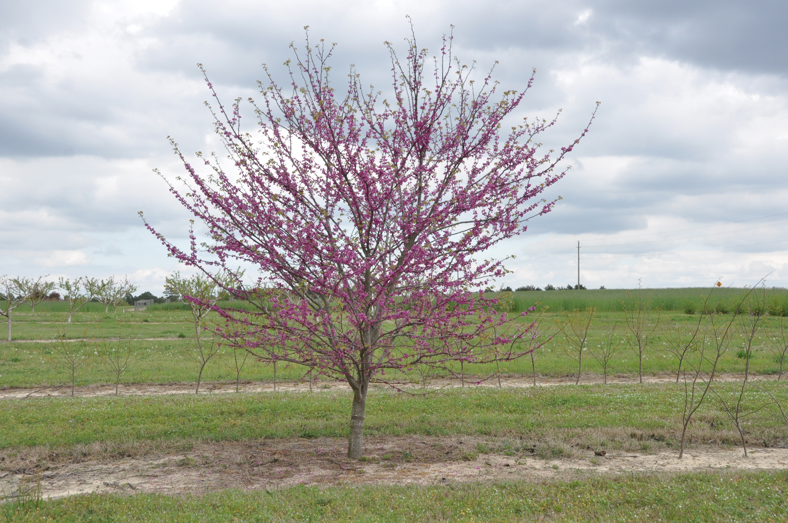 Cercis_NC2008-1_in_flower(lr)