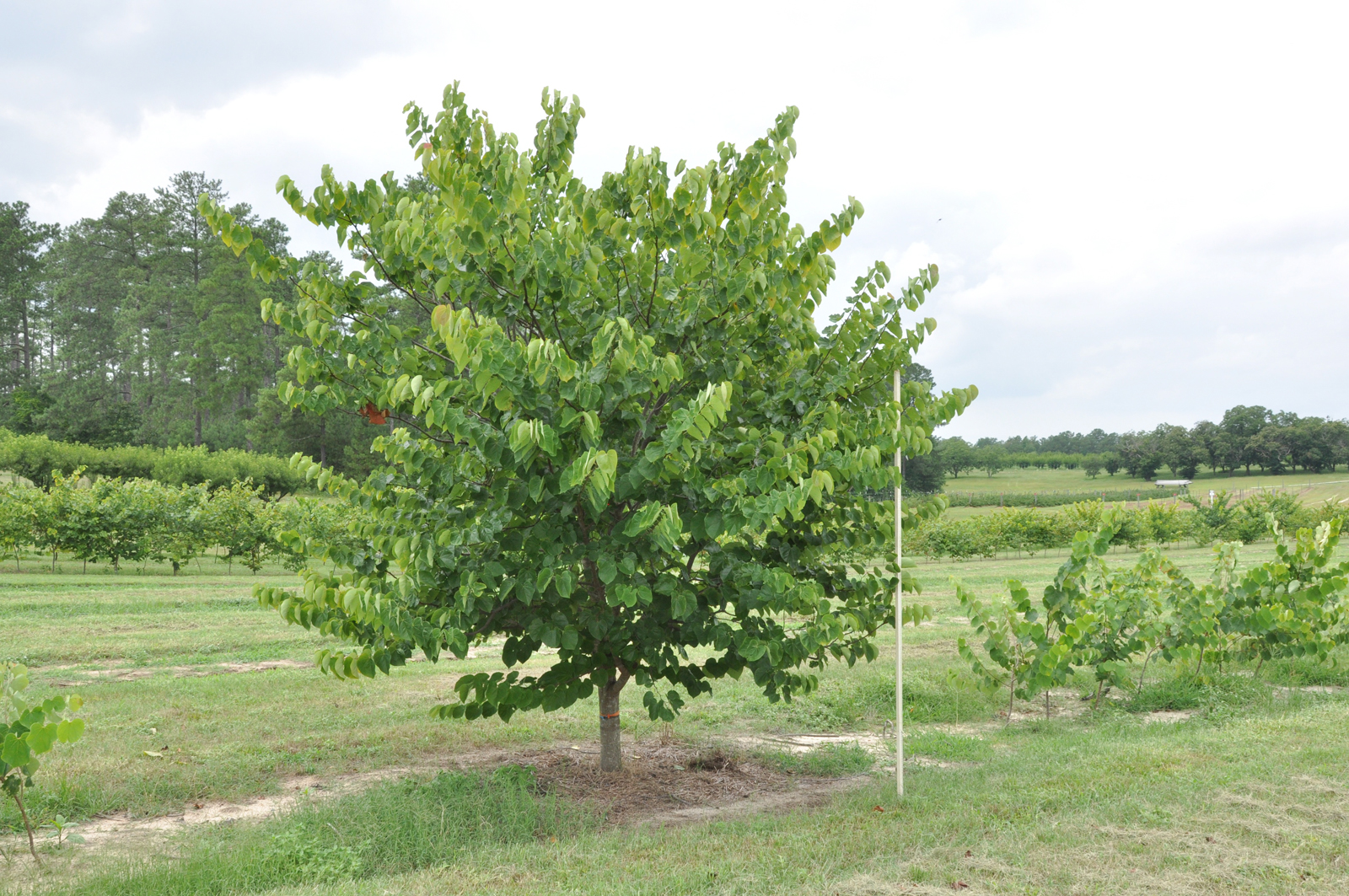 Cercis_NC2008-1_whole_tree(lr)_ (1)