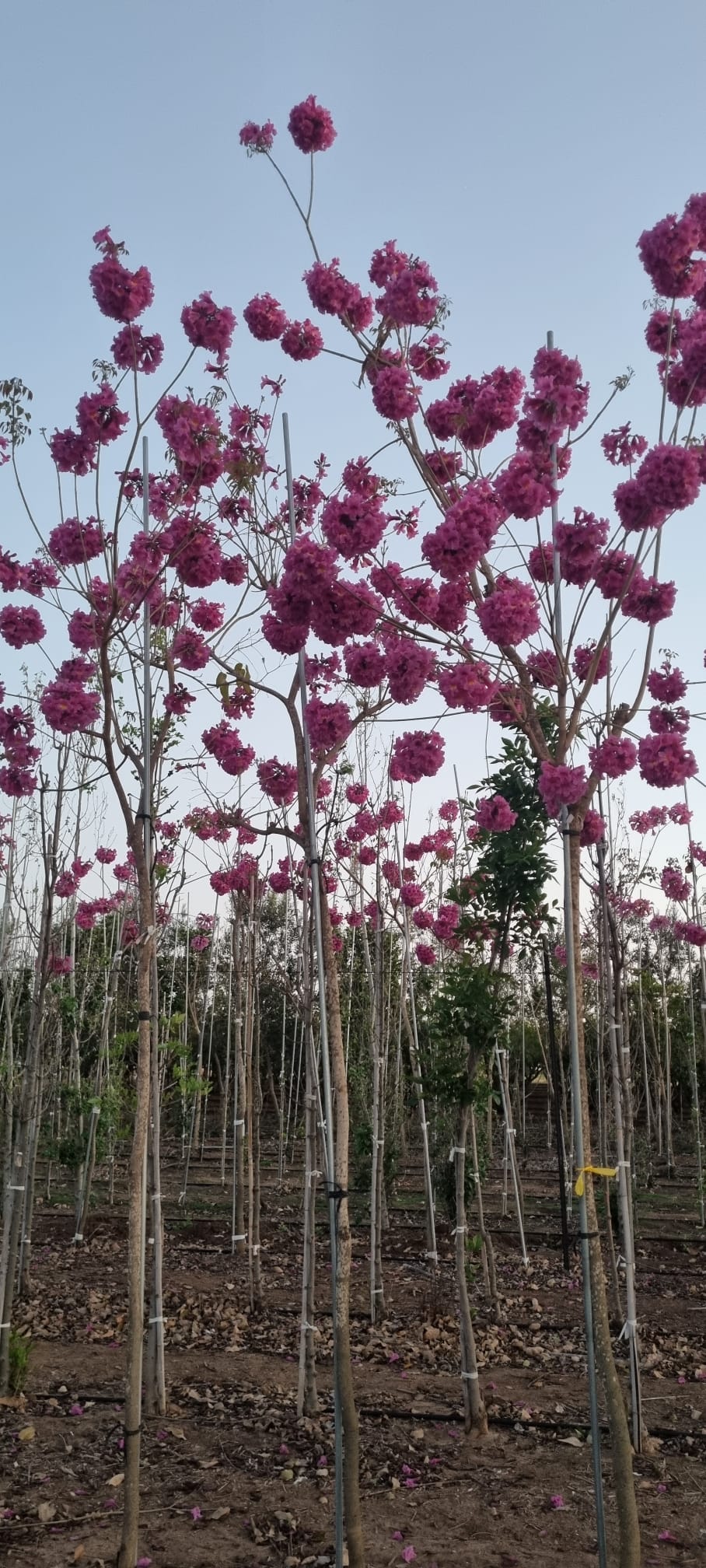 WhatsApp Image 2026-03-03 at 14.51.27 (1)