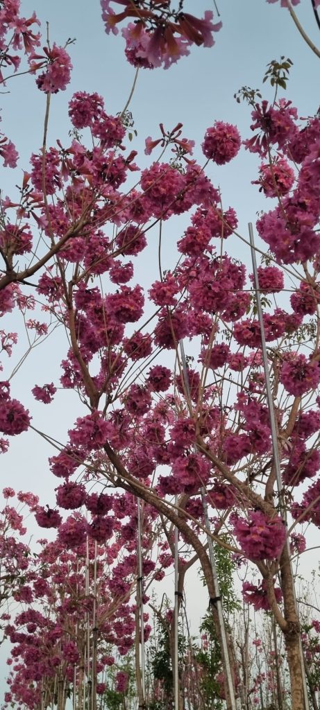 WhatsApp Image 2026-03-03 at 14.51.27