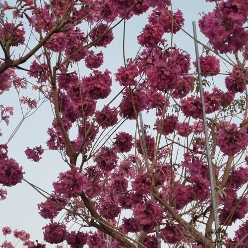 טבבויה 'איפה' סתריה