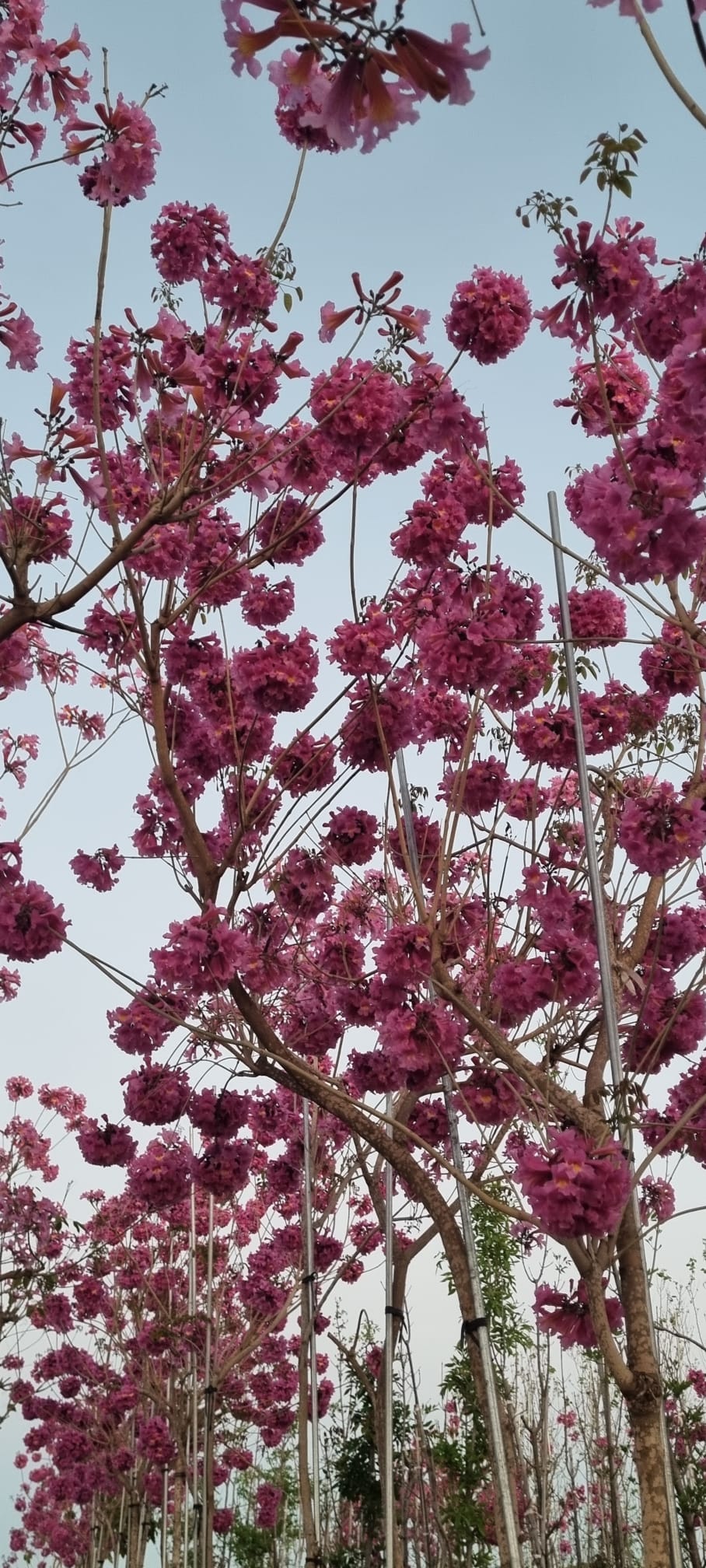 WhatsApp Image 2026-03-03 at 14.51.27