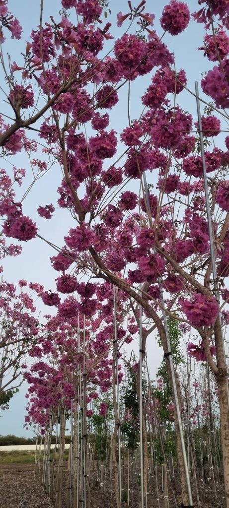 WhatsApp Image 2026-03-03 at 14.51.28