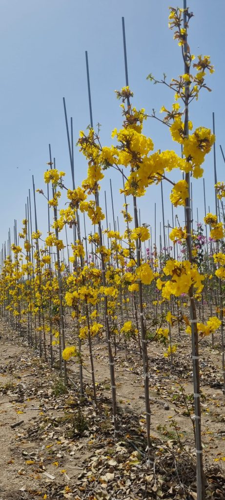 WhatsApp Image 2026-03-04 at 14.56.36 (1)