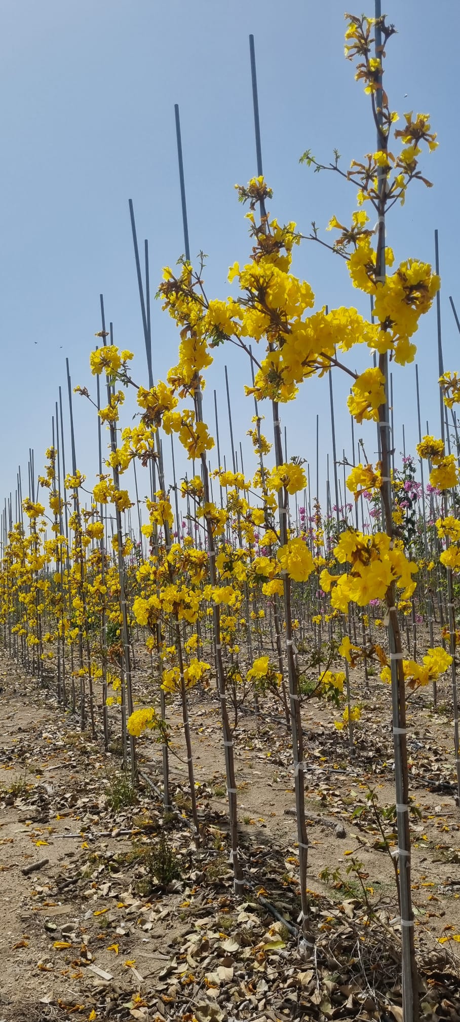 WhatsApp Image 2026-03-04 at 14.56.36 (1)