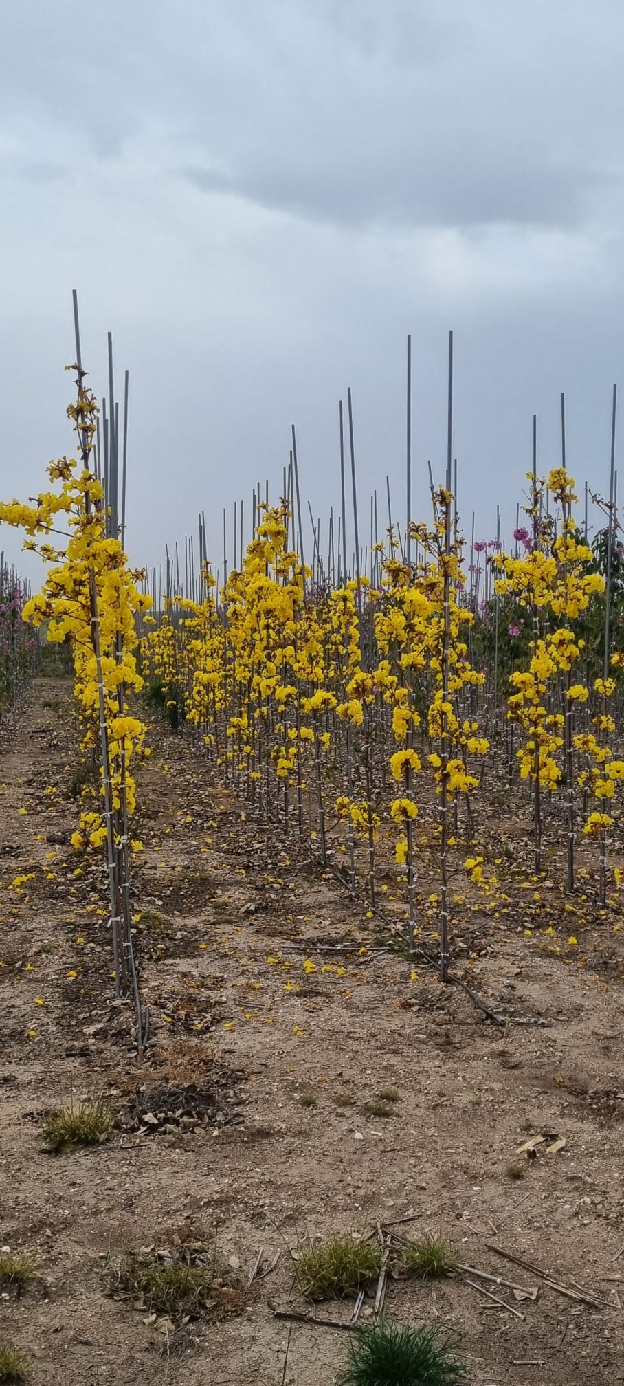 WhatsApp Image 2026-03-04 at 14.56.36 (2)