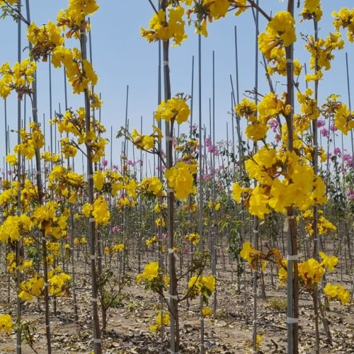 טבבויה איפה צהובה