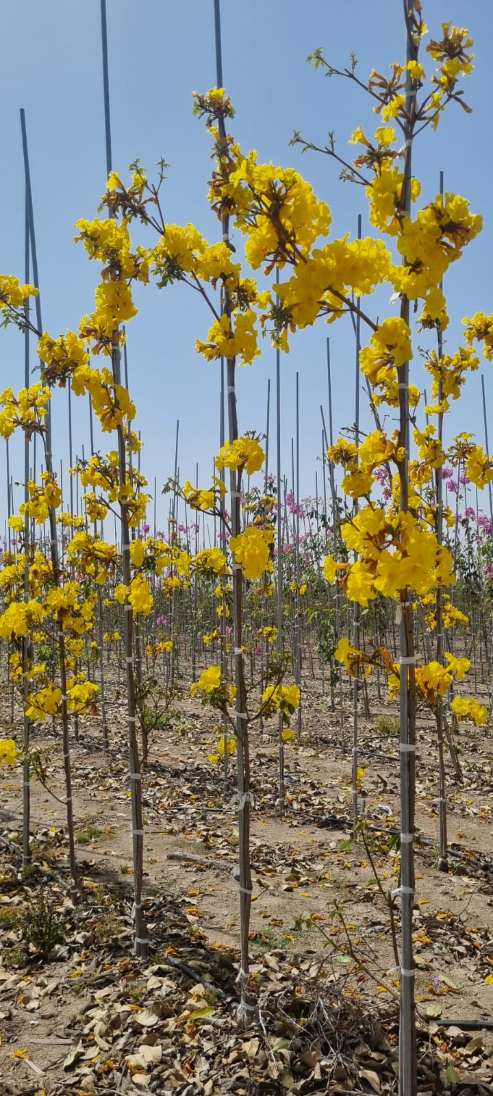 WhatsApp Image 2026-03-04 at 14.56.36