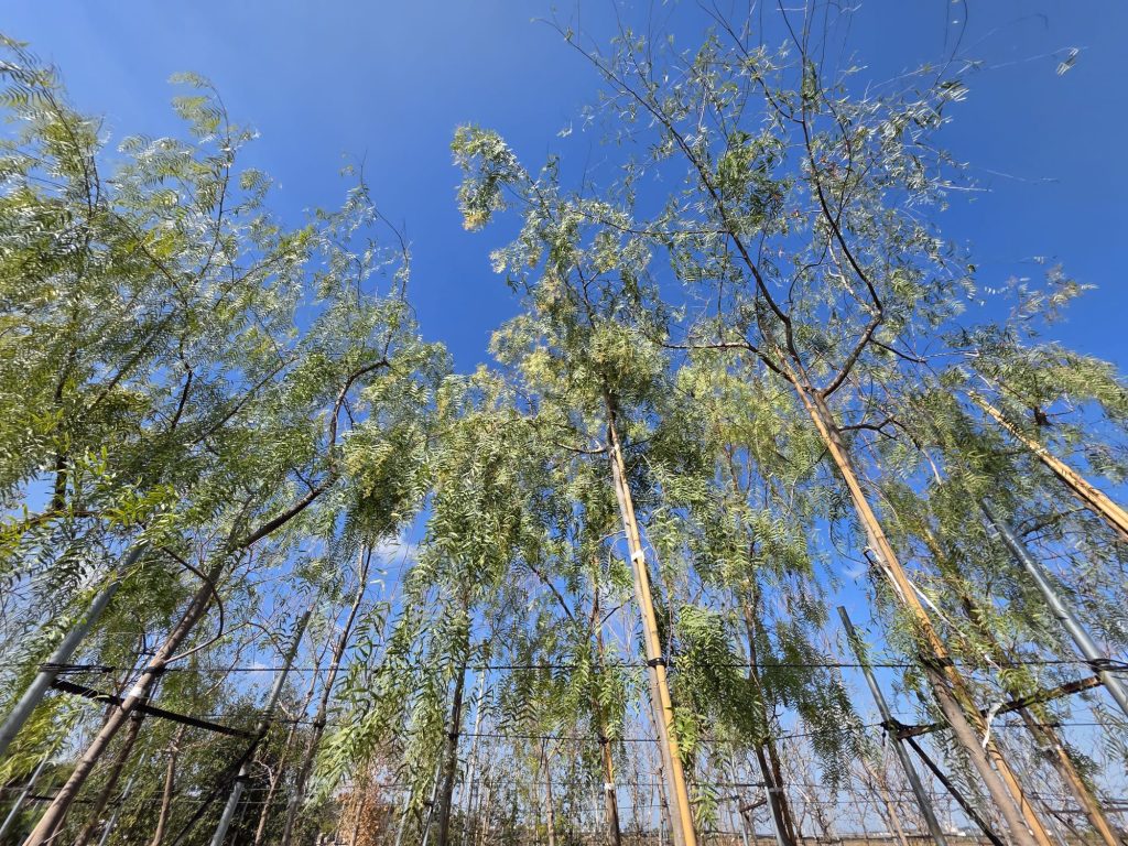 WhatsApp Image 2026-03-05 at 11.29.07