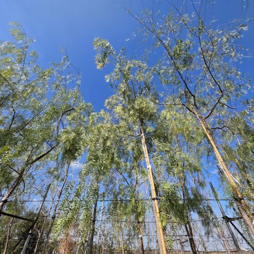 פלפלון בכותי אריארה