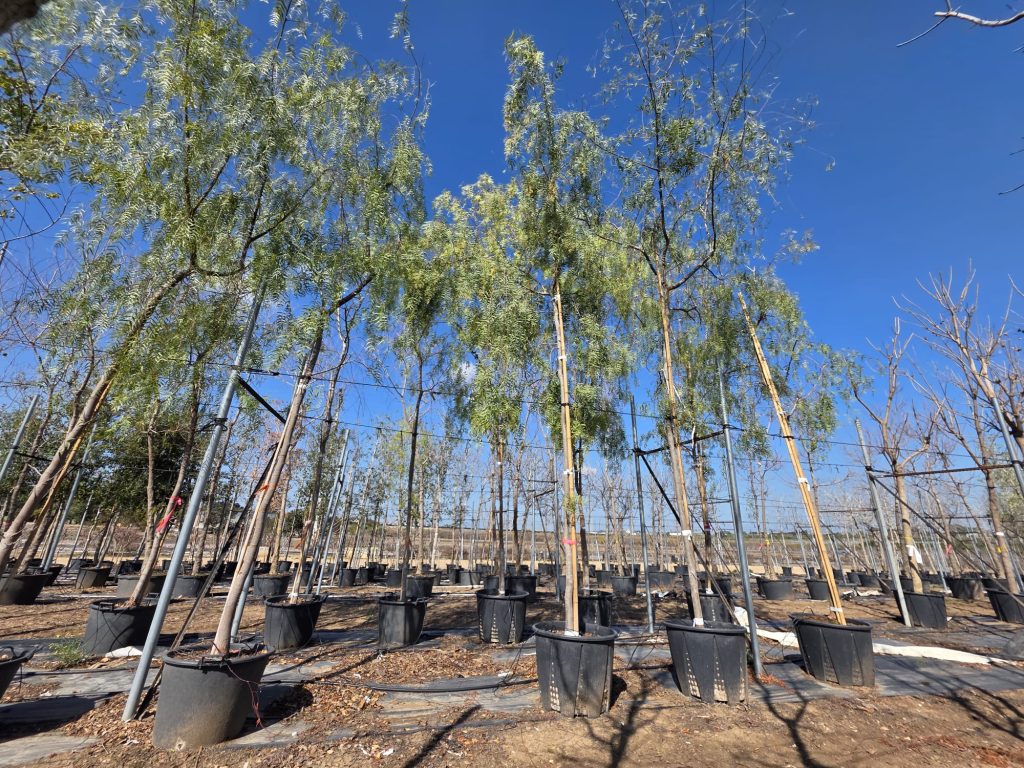 WhatsApp Image 2026-03-05 at 11.29.08