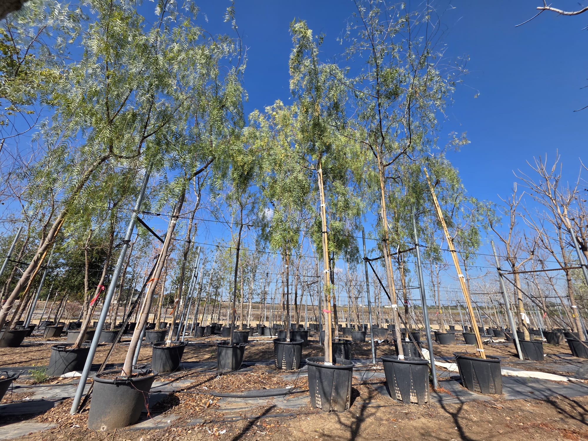 WhatsApp Image 2026-03-05 at 11.29.08