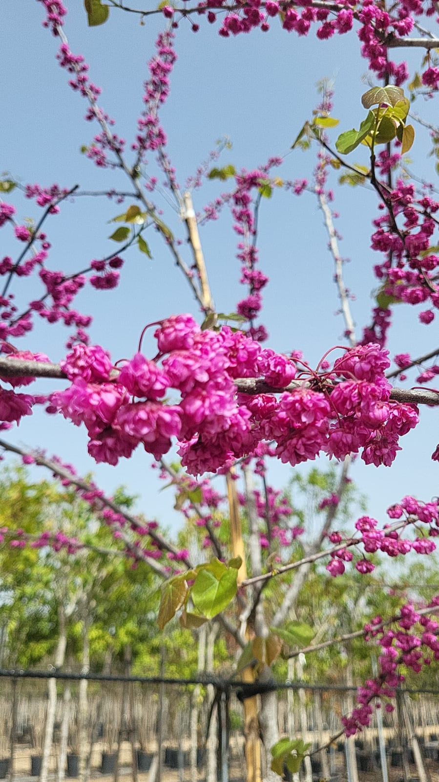פריחת כליל Pom Pom