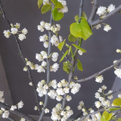 כליל White Pom Pom, זן פטנט