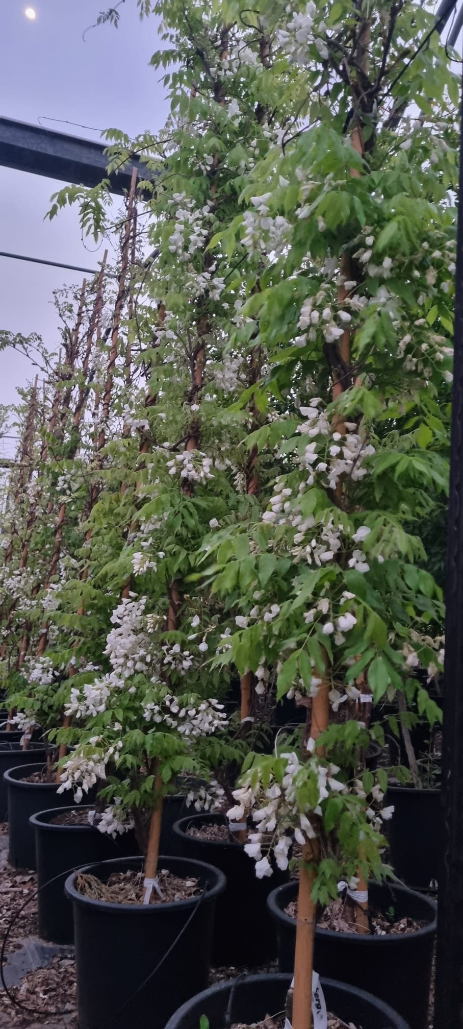 ויסטריה קפיטן פוגי