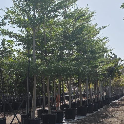 טרמינליה מנטלי