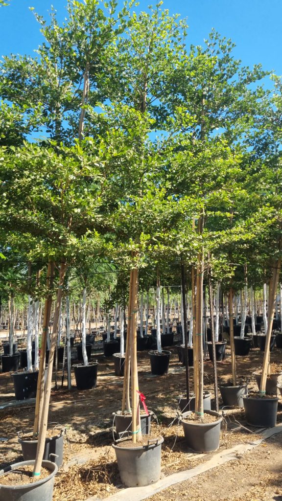 טרמינליה (2)