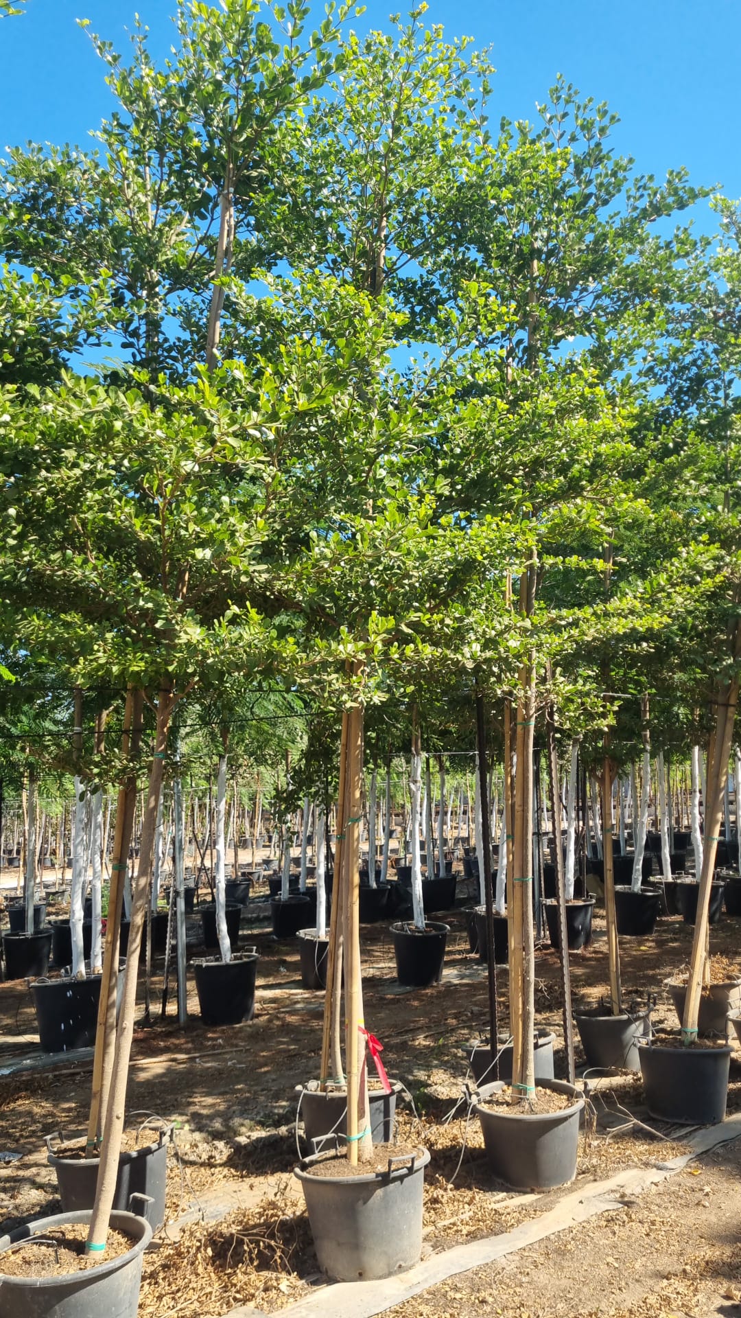 טרמינליה (2)