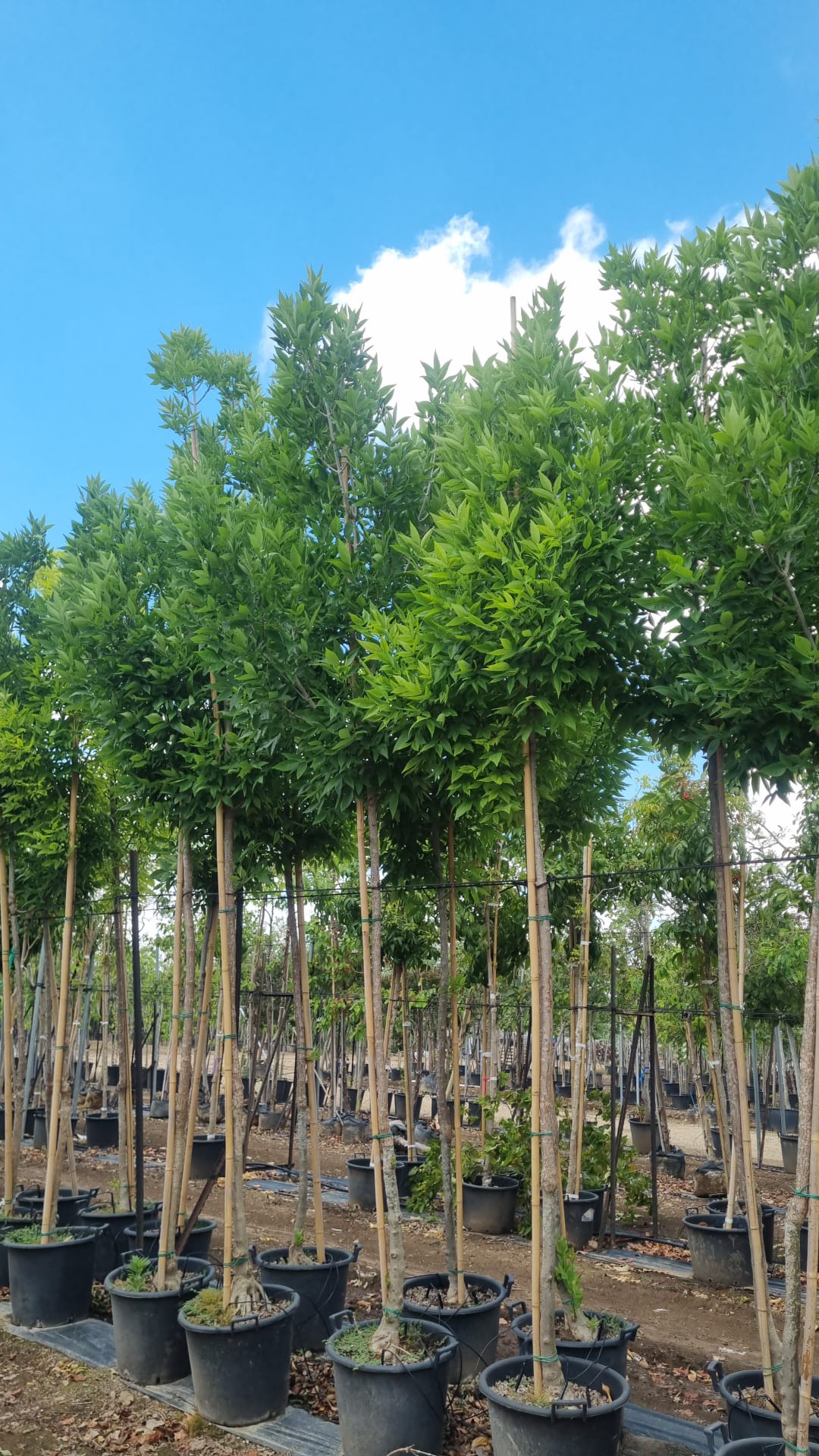 מילה פנסילבנית זן סאמט