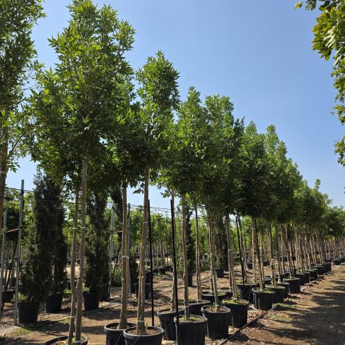 מילה פנסילבנית זן 'סאמט'