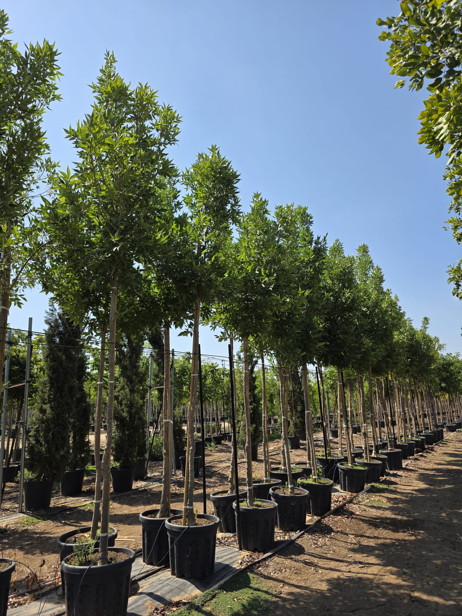 מילה פנסילבנית סאמט