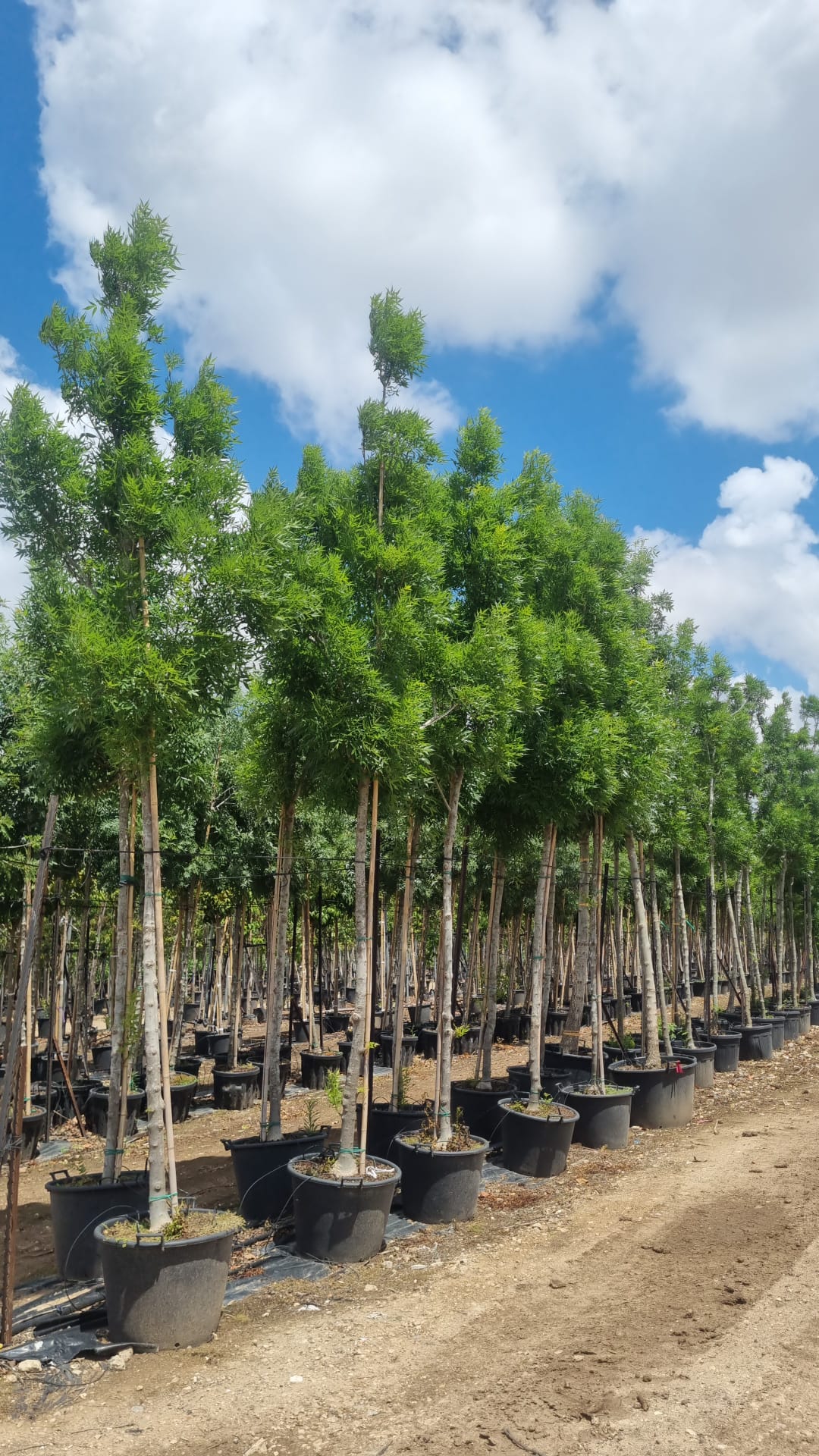 סאמט מילה פנסילבנית