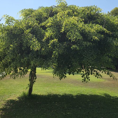 סיסם הודי מורכב בכותי
