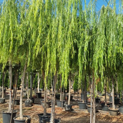 ערבת בבל (ערבה בוכיה)