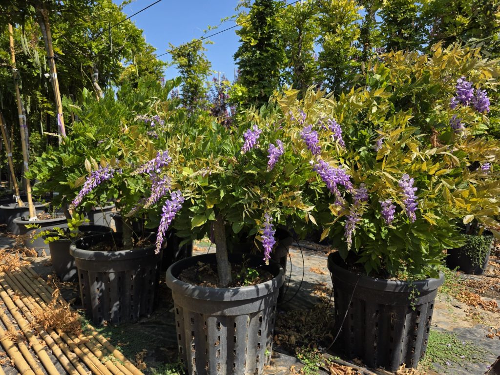 פרוליפיק ויסטריה