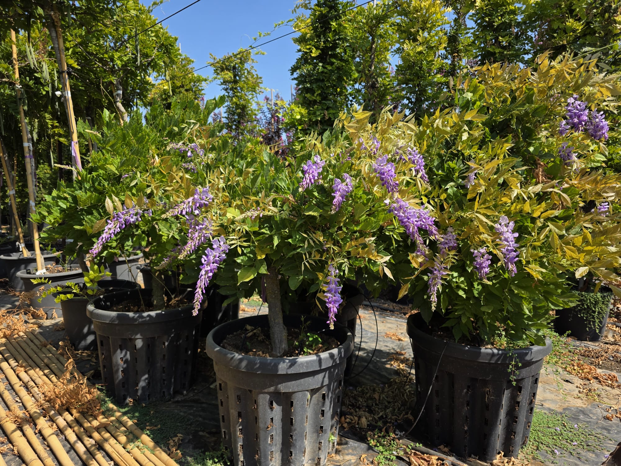 פרוליפיק ויסטריה