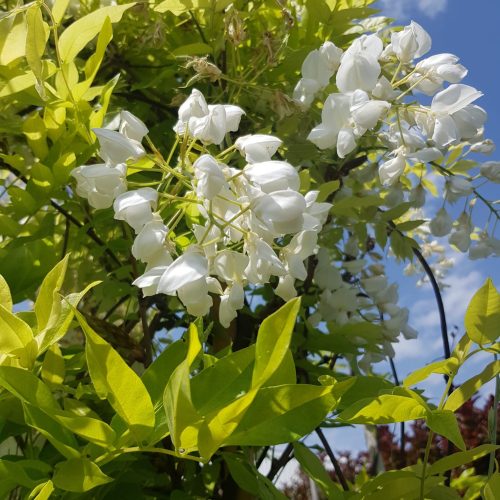 ויסטריה לבנה קפיטן פוג'י