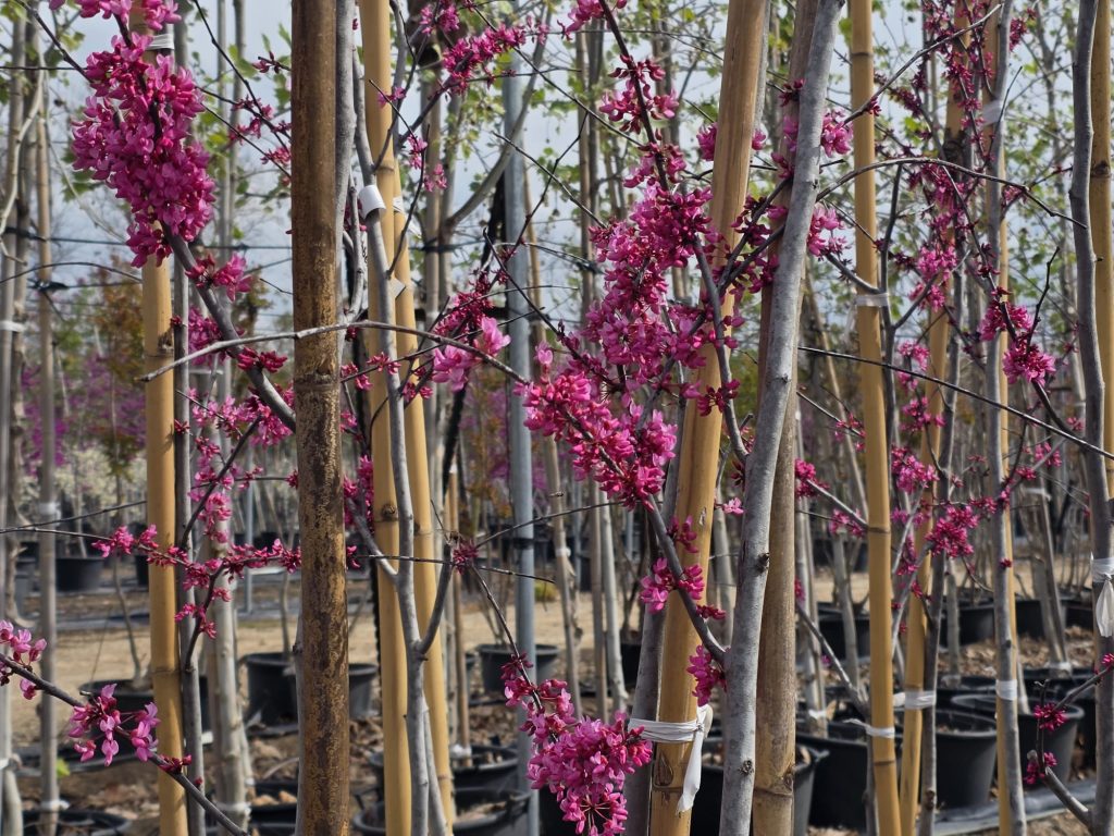 WhatsApp Image 2026-03-25 at 13.50.56