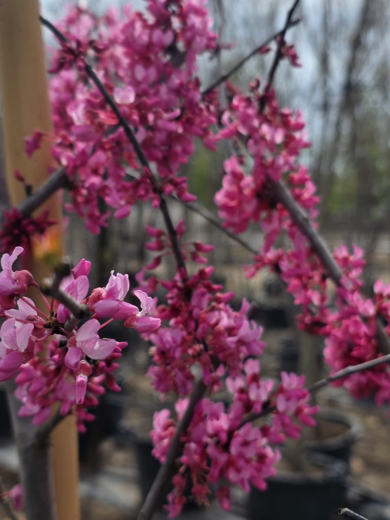 WhatsApp Image 2026-03-25 at 13.52.24