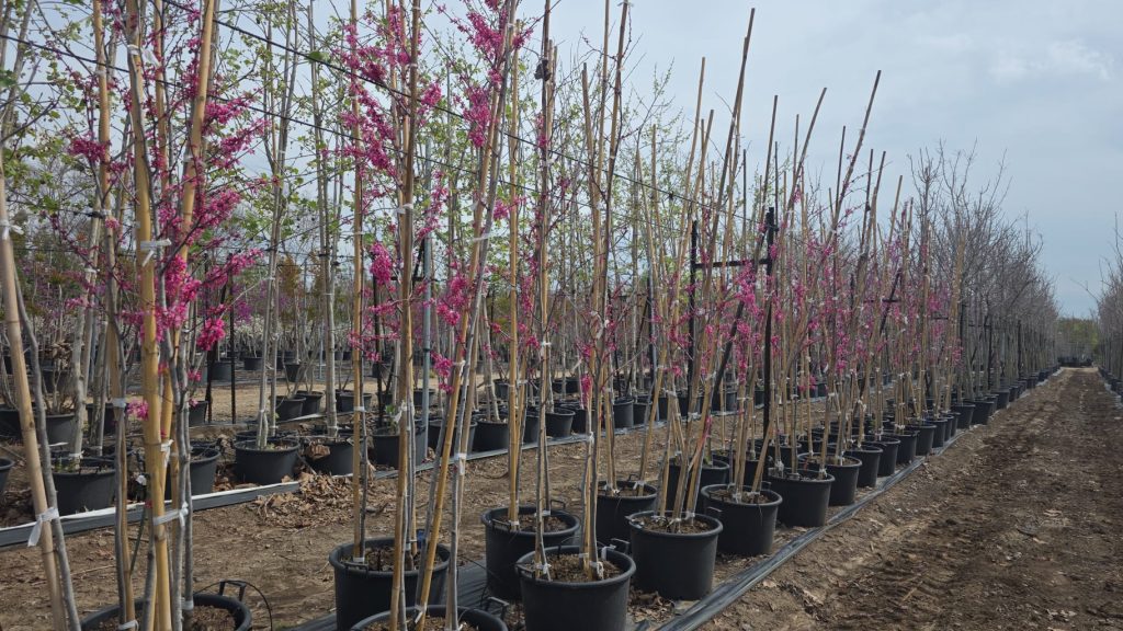 WhatsApp Image 2026-03-25 at 13.52.55